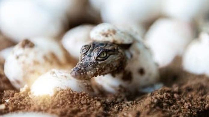 Ilustračná snímka. 