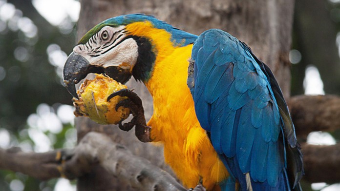 Papagáj Ara ararauna na ilustračnej snímke.