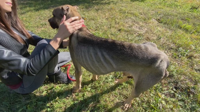 tyranie psa_tvnoviny.mp4