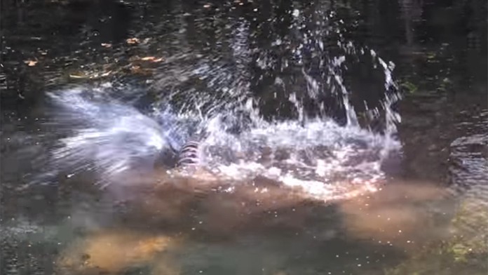 Súboj aligátora a pytóna.