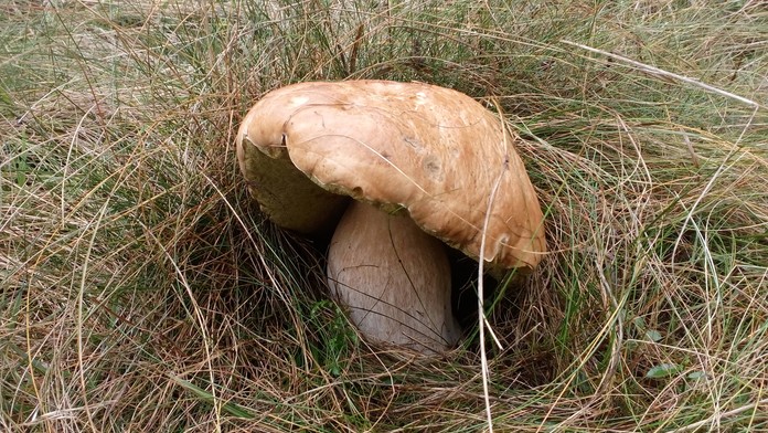 Megadubák na Liptove.