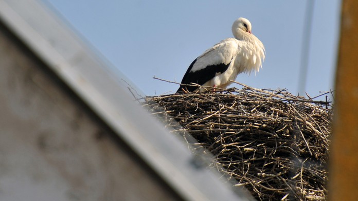Julian Alaphilippe sa raduje z triumfu na Miláno San Remo.