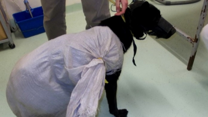 psik tyrany FOTOweb_jpg_bez_watermarku_1.jpg