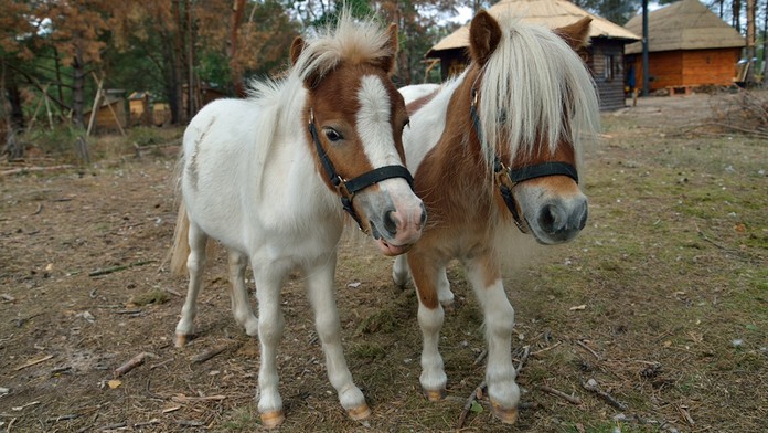 Hviezdička a Kopýtko