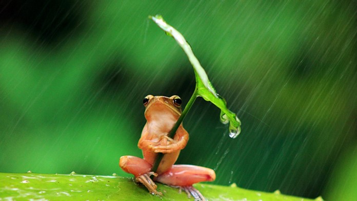 Žaba pod dáždnikom