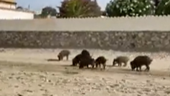 VIDEO: Strach na viacerých plážach Španielska. Stádo diviakov tam ohrozuje dovolenkárov