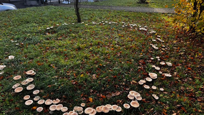 Pred domovom seniorov vyrástol „magický kruh“ z húb. Z kuriozity sa stala atrakcia