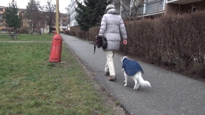 Pes v zime - ilustračné foto.