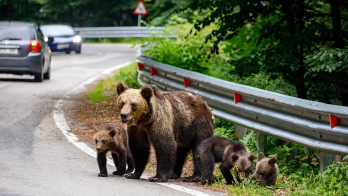 Medvede na ceste.