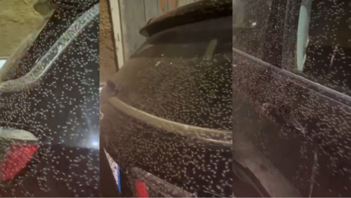 Talianske mesto preslávené lagúnou a pieskovou plážou terorizujú roje mušiek. Podnikatelia sú zúfalí