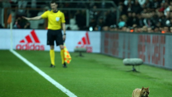 Mačka uteká po trávniku v dueli Besiktas - Bayern.