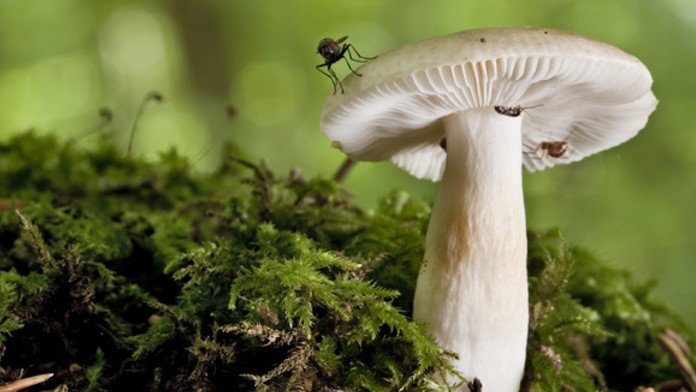 Muchotrávka zelená