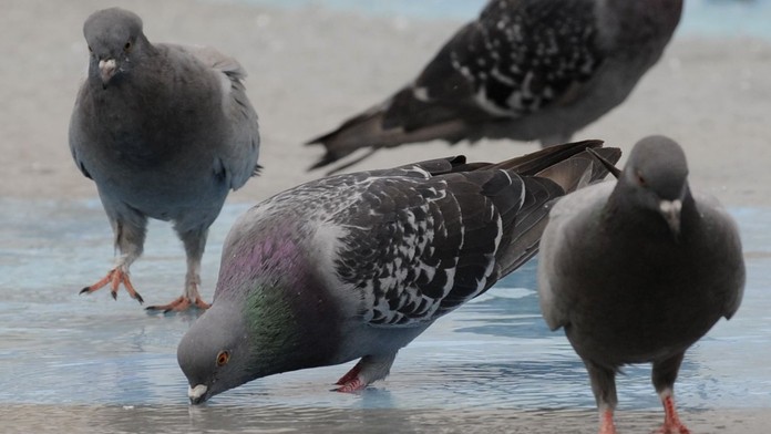 Mesto na juhu Slovenska sa chce zbaviť holubov. Odchytia ich a vypustia desiatky kilometrov od domova