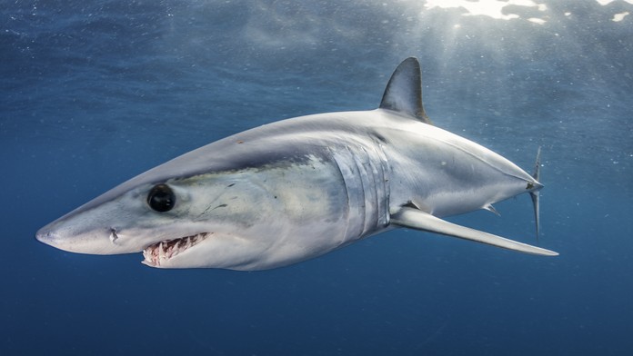 Prípad nezvestného otca troch detí sa skončil tragicky. Rybári našli jeho ostatky v bruchu žraloka