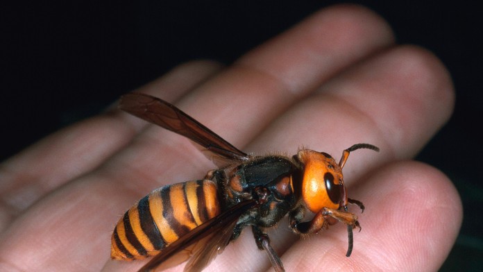 Do Európy prenikol gigantický druh sršňa. Včely sú proti nemu bezbranné, jeho bodnutie je extrémne bolestivé