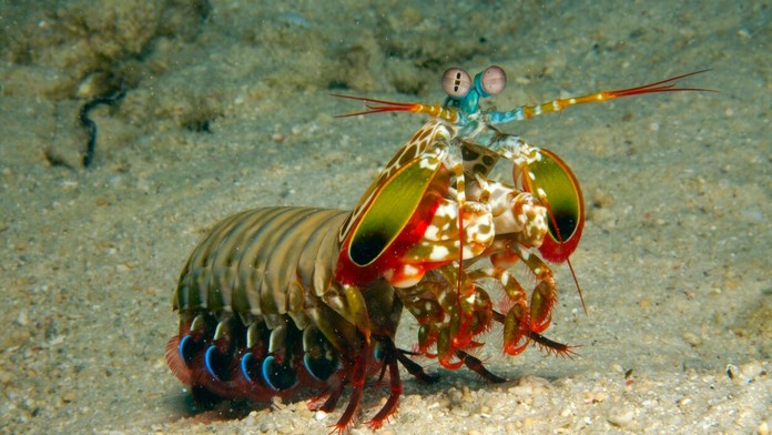 Kreveta Mantis (Odontodactylus scyllarus)