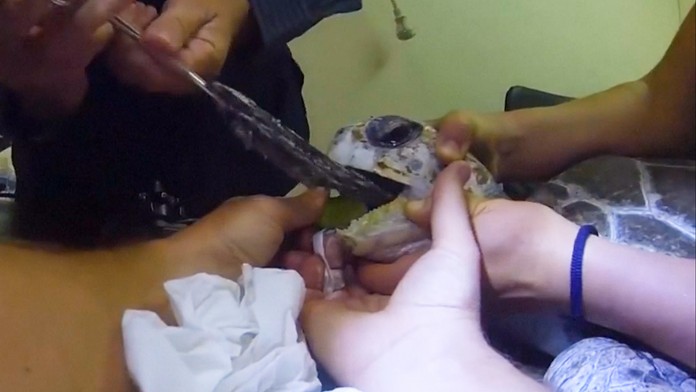 Korytnačka mala v krku zaseknutú igelitku.