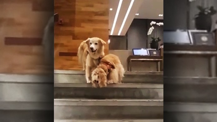 Slepecký pes pomáha slepému psovi