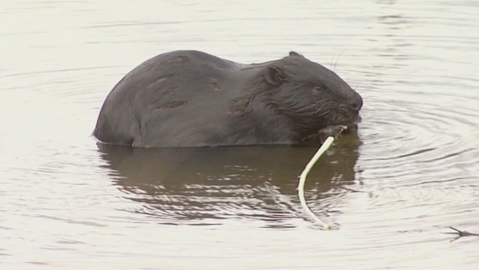 gudiak stavebny material_tvnoviny.mp4
