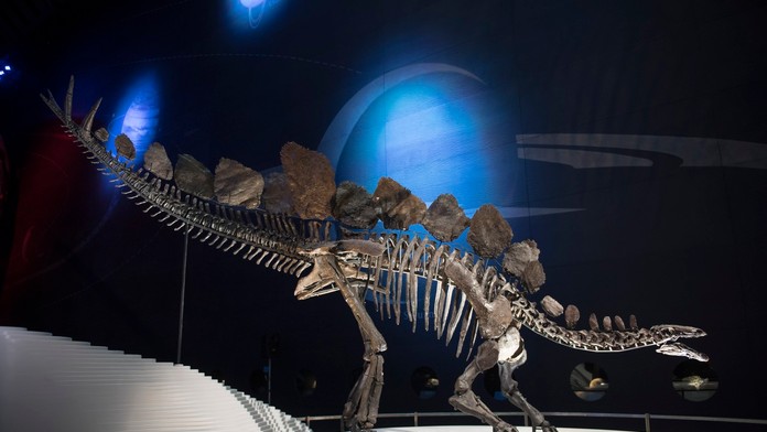 Kostra jedného z najikonickejších dinosaurov ide prvýkrát do dražby. Z nálezcu sa stane milionár