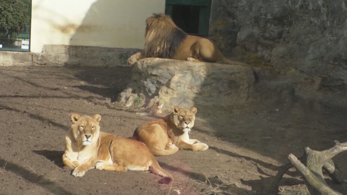 Na fotke je lev a levice. 