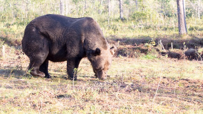 Dráma vo Veľkej Fatre. Medveď zaútočil na muža