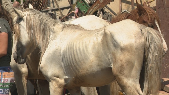Schudnuté kone na farme pri Lučenci.