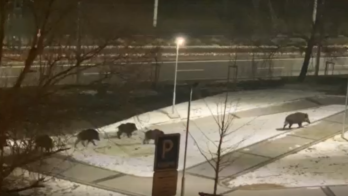 Diviaky pri bytovke v Bratislave.