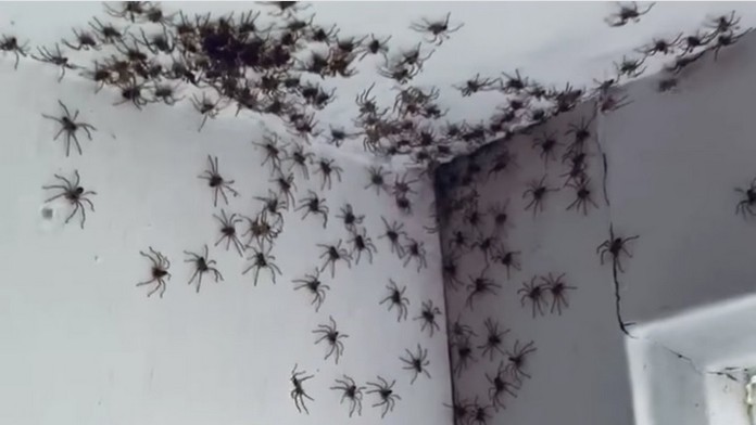 Svoj život zasvätil chovu výnimočných rýb. 