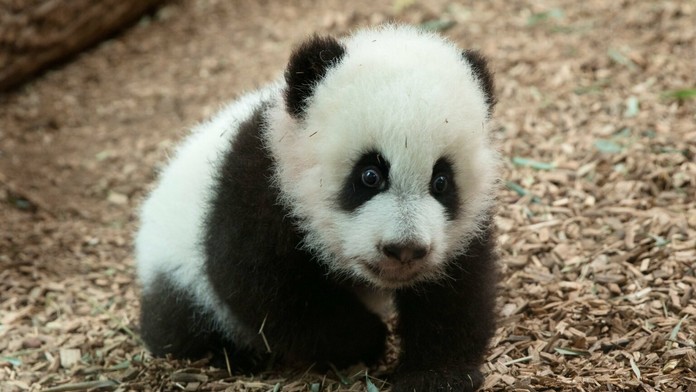 Mláďa pandy prišlo na svet v zoologickej záhrade v Atlante.