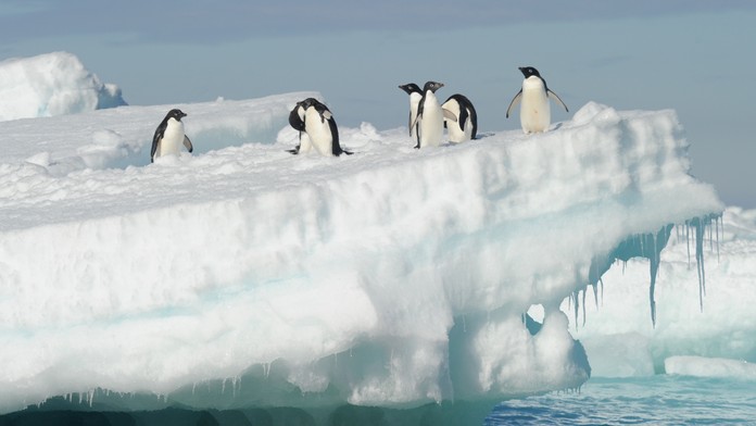 Vírus vtáčej chrípky sa rozšíril až do Anatarktídy. Môže zdecimovať populácie tučniakov