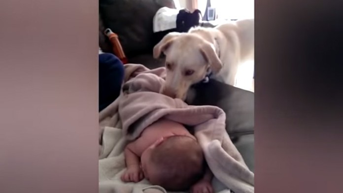 Starostlivý labrador prikrýva bábätko dekou