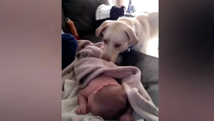 Starostlivý labrador prikrýva bábätko dekou