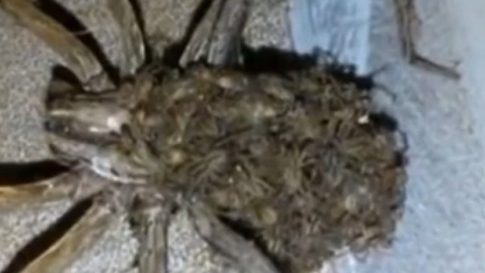 Muži nakrútili v byte obrovského pavúka s mláďatami na chrbte.