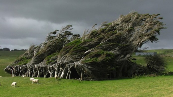 Vietor vyformoval časť lesa na Novom Zélande