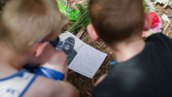 V zoo v Cincinnati utratili 17-ročného samca gorily, lebo ohrozil na živote trojročného chlapca, ktorý sa mu dostal do výbehu.