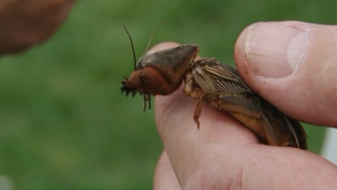 17 SN Krtonozky invazia.transferweb_jpg_bez_watermarku_1.jpg