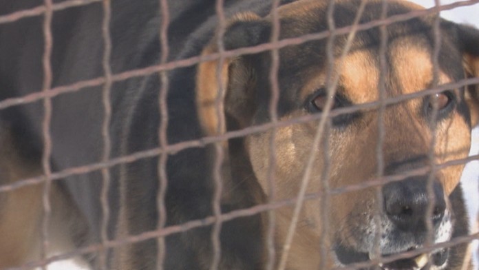 Psie štekanie ničí susedov.