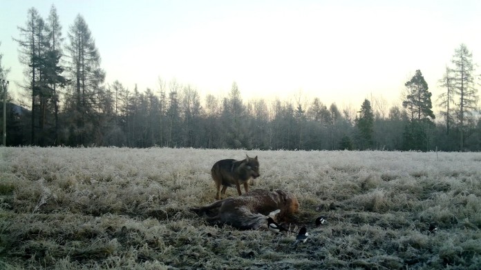 Vlci sa z lesa pri honbe dostali až k intravilánu,