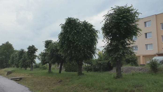 Opílené stromy pred bytovkou v obci Kamenec pod Vtáčnikom 