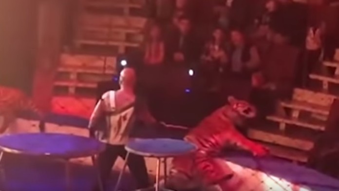 Artur sa snaží prebudiť tigra.