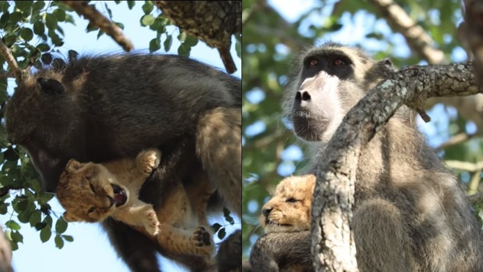Nechutná pomsta. Neuveríte, čo museli pred kamerami zjesť Adelini hostia