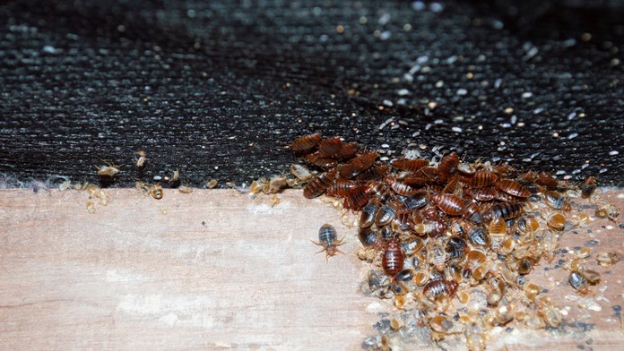 Ľudia cestujú postojačky, hrozba je na letiskách aj v nemocniciach. Európou sa čoraz viac šíri bodavý hmyz