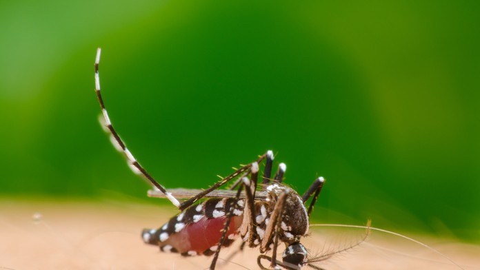 Ilustračná snímka - komár tigrovaný