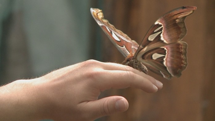 Skvosty motýľov v Košiciach