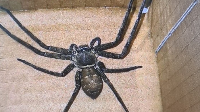 Predavačka v Česku našla v krabici s riadom obrovského exotického pavúka. Hneď sa dal na útek