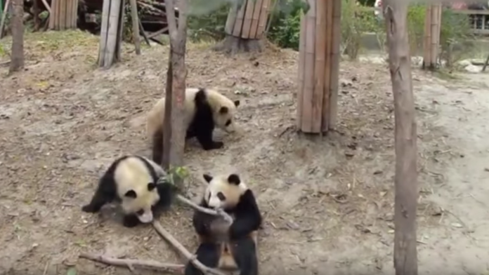 Otrasená panda leží na zemi aj s bambusom.