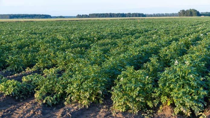 Sú neodmysliteľnou súčasťou kuchyne. Zdravotné benefity obľúbenej plodiny sú podceňované