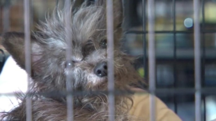 19 Mnoziarne psov.transferweb_jpg_bez_watermarku_1.jpg