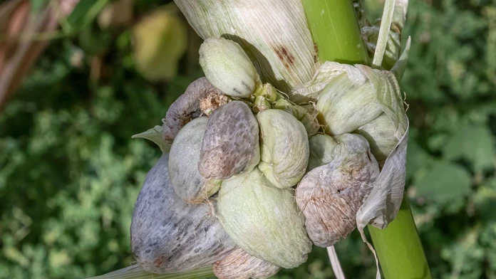 Hubári aj napriek extrémnemu suchu jasajú. Vo veľkom totiž zbierajú cenný gastronomický poklad